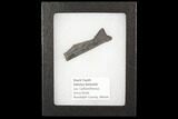 Bizarre Edestus Shark Tooth In Jaw Section - Carboniferous #92668-1